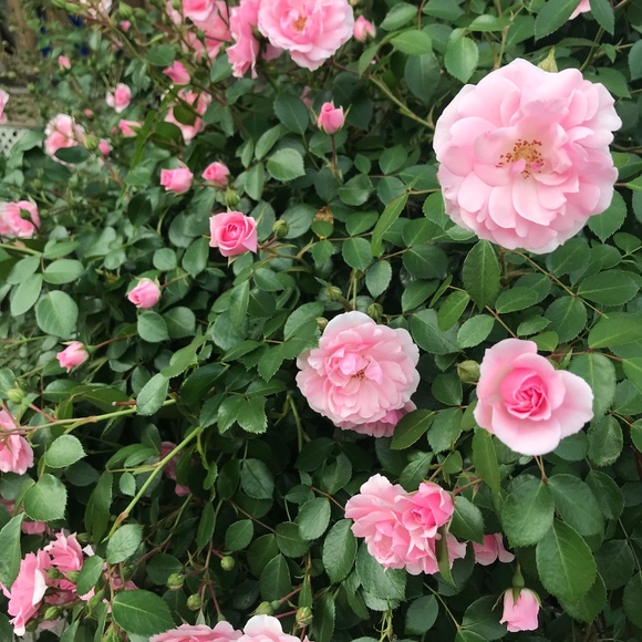 Meet your Posher, Jess - Picture 2 of 2